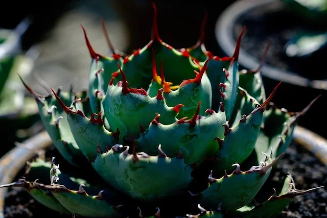 晨｜Agave hybrid｜C.J.PLANTS