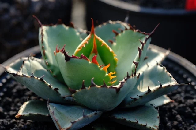 蒼焰 Sōen｜Agave hybrid｜C.J.PLANTS