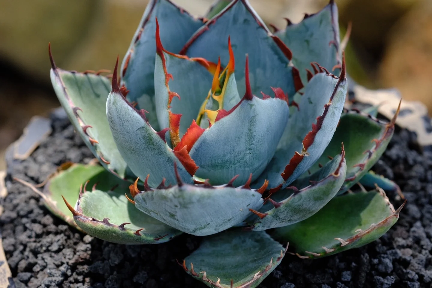 CJ Hybrid｜Plants｜C.J.PLANTS