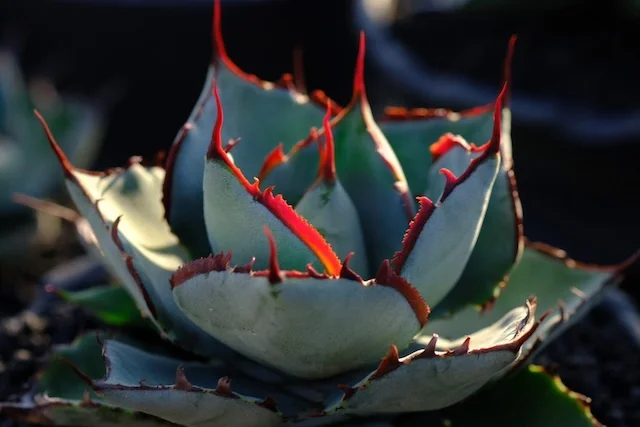 星璃｜Agave hybrid｜C.J.PLANTS