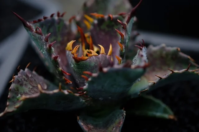 CJ 血雨交種 ✕ 小島白刺｜Agave hybrid｜C.J.PLANTS