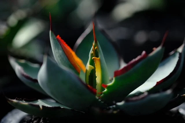 夕緋 Yūhi｜Agave hybrid｜C.J.PLANTS