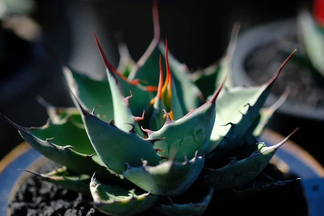賴光交種｜Agave hybrid｜C.J.PLANTS