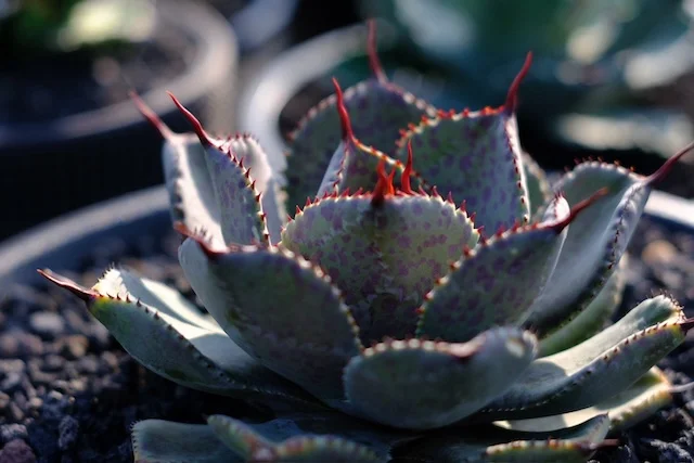 CJ 甲蟹交種｜Agave hybrid｜C.J.PLANTS