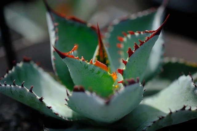 瀧雷紫之君 ✕ 綜合花粉｜Agave hybrid｜C.J.PLANTS