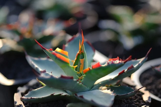 CJ 甲蟹交種 ✕ 屈原｜Agave hybrid｜C.J.PLANTS