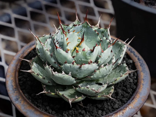CJ Hybrid｜Plants｜C.J.PLANTS