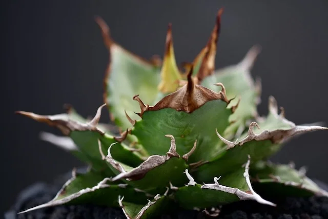 CJ-S001｜Agave oteroi｜C.J.PLANTS