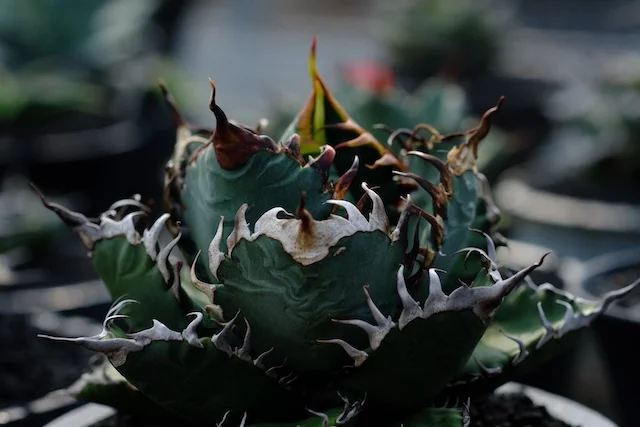CJ-S002｜Agave oteroi｜C.J.PLANTS