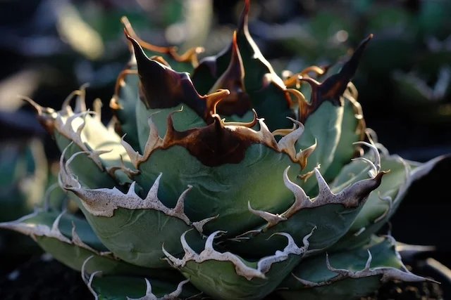 CJ-S003｜Agave oteroi｜C.J.PLANTS