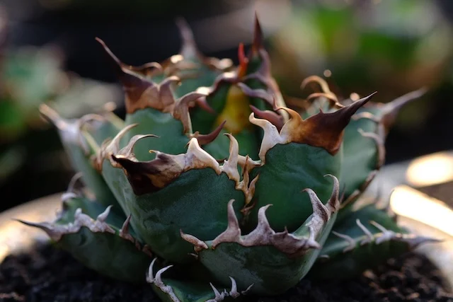 CJ-S004｜Agave oteroi｜C.J.PLANTS