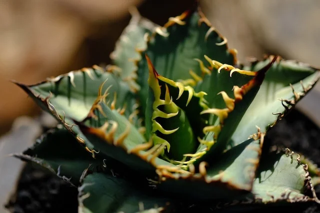 CJ-S005｜Agave oteroi｜C.J.PLANTS