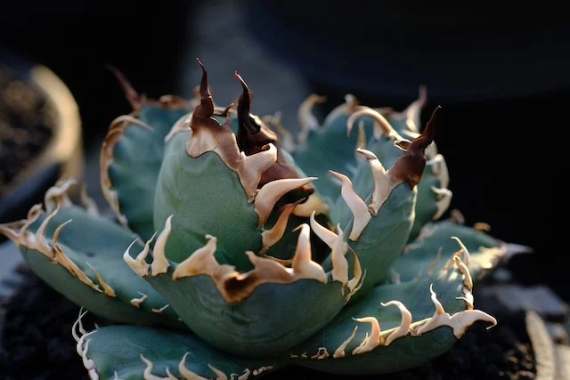 CJ-S006｜Agave oteroi｜C.J.PLANTS