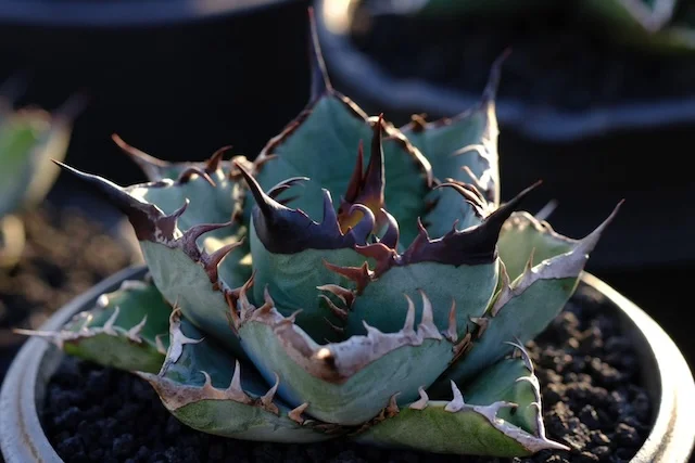 CJ-S007｜Agave oteroi｜C.J.PLANTS