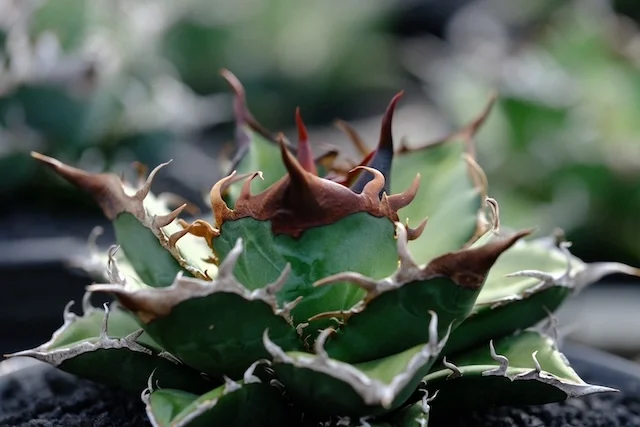 CJ-S008｜Agave oteroi｜C.J.PLANTS