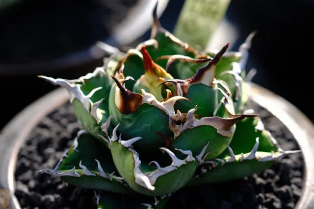 CJ-S009｜Agave oteroi｜C.J.PLANTS