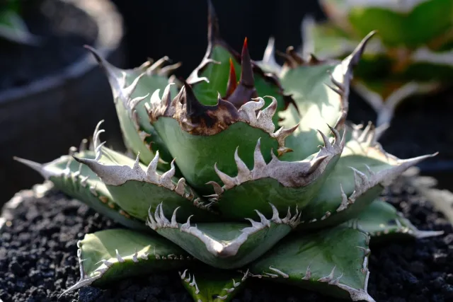 CJ-S010｜Agave oteroi｜C.J.PLANTS