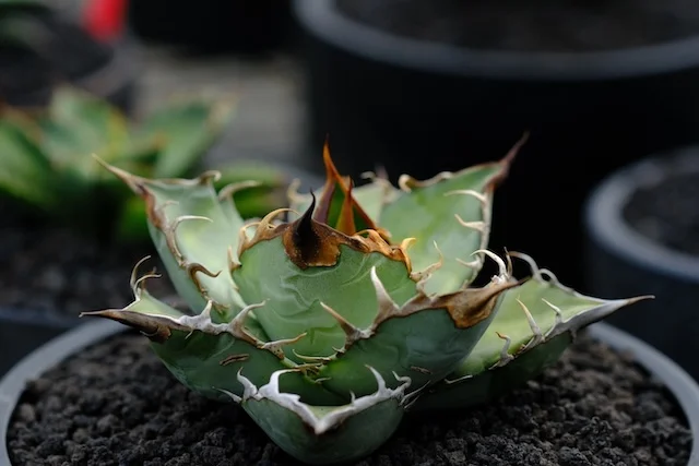 CJ-S Series｜Plants｜C.J.PLANTS