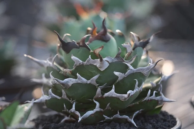 C.J.PLANTS｜Agave Hybrid, Seedling