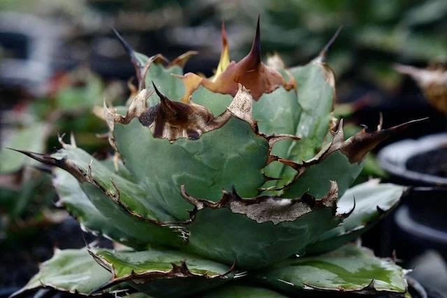 CJ-10｜Agave oteroi｜C.J.PLANTS