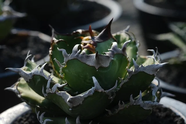 CJ-11｜Agave oteroi｜C.J.PLANTS