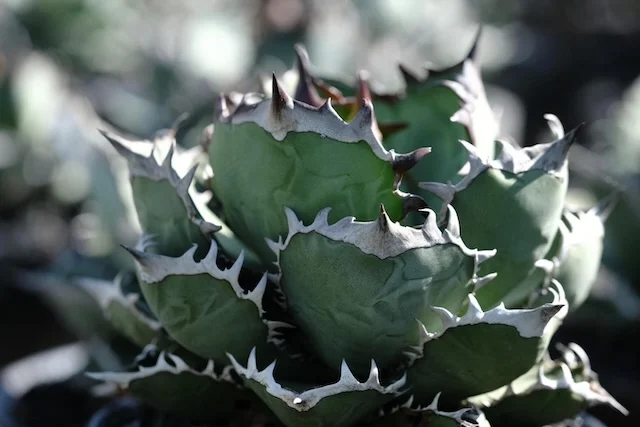 CJ-12｜Agave oteroi｜C.J.PLANTS
