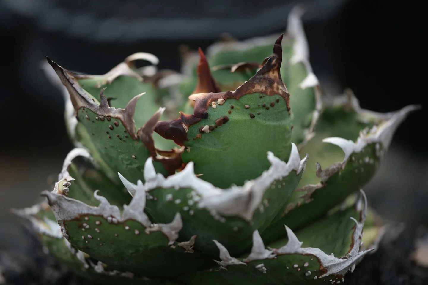 アガベ　チタノタ　CJ plants産　CJ13 CJ-13｜CJ Series｜C.J.PLANTS