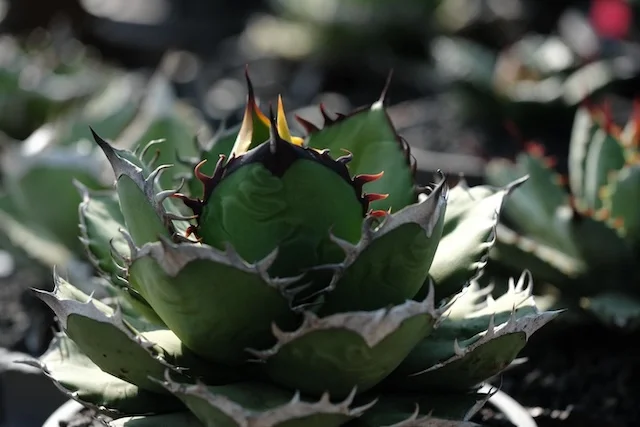 CJ-14｜Agave oteroi｜C.J.PLANTS