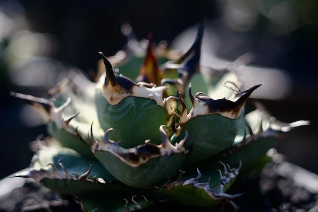 CJ-15｜Agave oteroi｜C.J.PLANTS