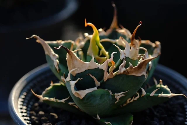 CJ-16｜Agave oteroi｜C.J.PLANTS