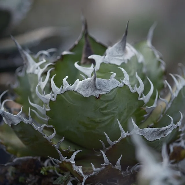CJ-17｜Agave oteroi｜C.J.PLANTS