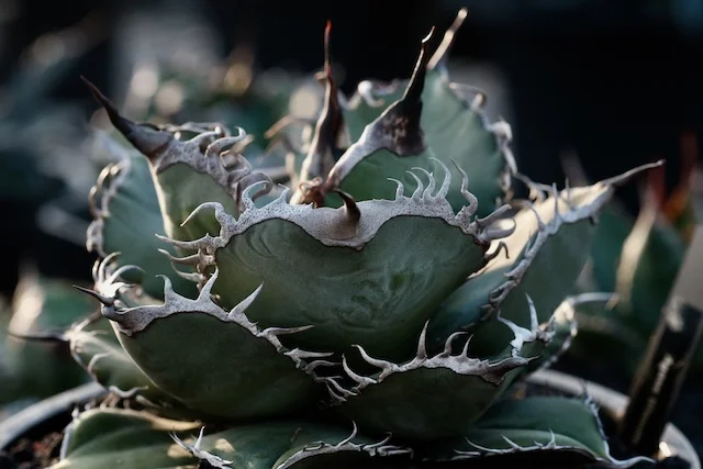 CJ-18｜Agave oteroi｜C.J.PLANTS