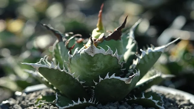 CJ-19｜Agave oteroi｜C.J.PLANTS