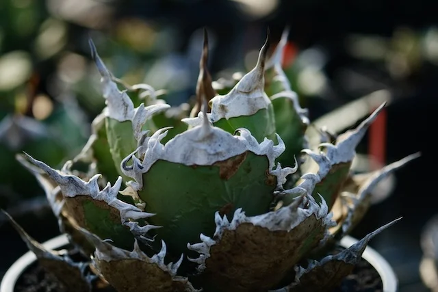 C.J.PLANTS｜Agave Hybrid, Seedling