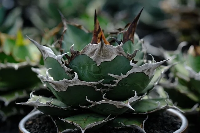 CJ-21｜Agave oteroi｜C.J.PLANTS