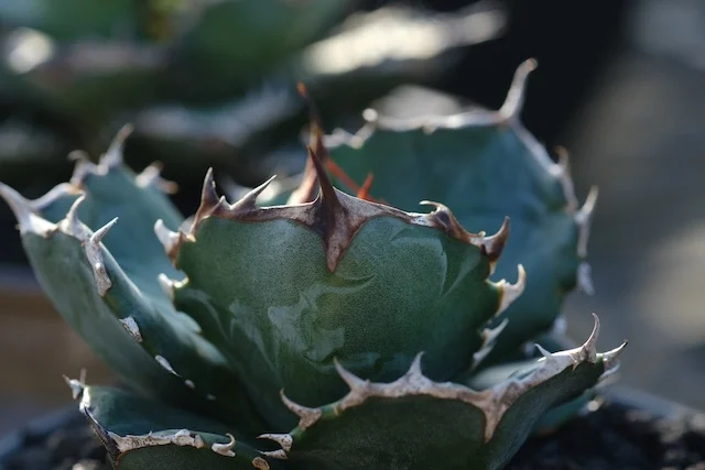 CJ-22｜Agave oteroi｜C.J.PLANTS