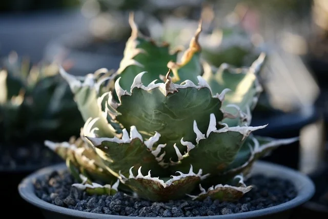 CJ-23｜Agave oteroi｜C.J.PLANTS
