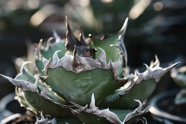 CJ-24｜Agave oteroi｜C.J.PLANTS