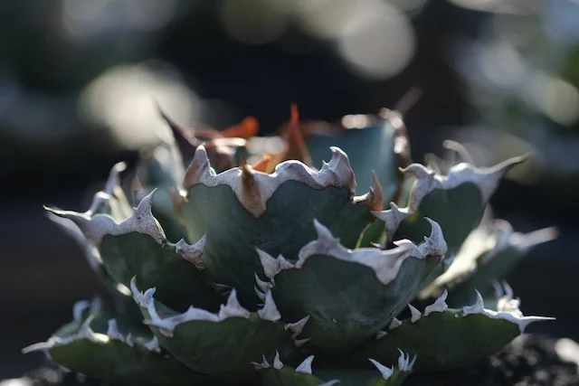 CJ-25｜Agave oteroi｜C.J.PLANTS