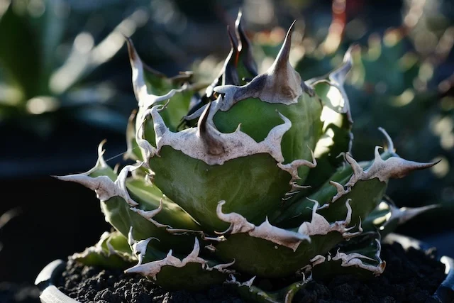 CJ-26｜Agave oteroi｜C.J.PLANTS