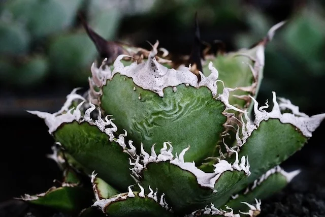 CJ-5｜Agave oteroi｜C.J.PLANTS
