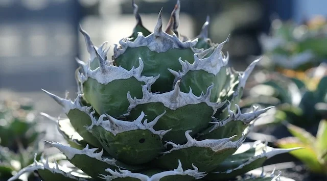 CJ-6｜Agave oteroi｜C.J.PLANTS