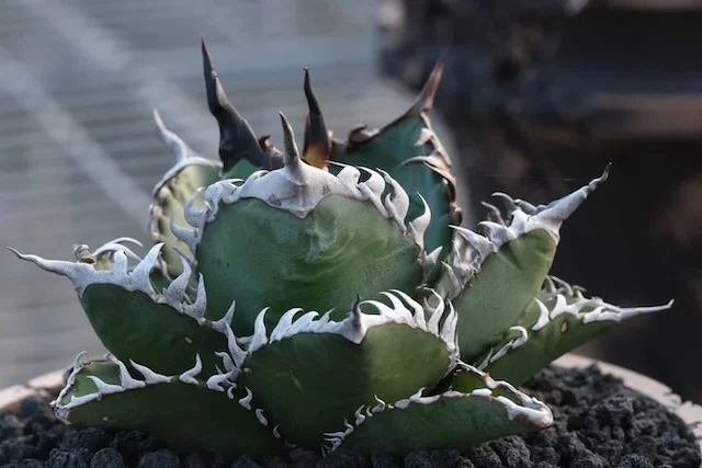 C.J.PLANTS｜Agave Hybrid, Seedling