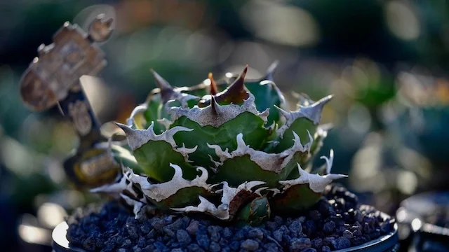 CJ-9｜Agave oteroi｜C.J.PLANTS